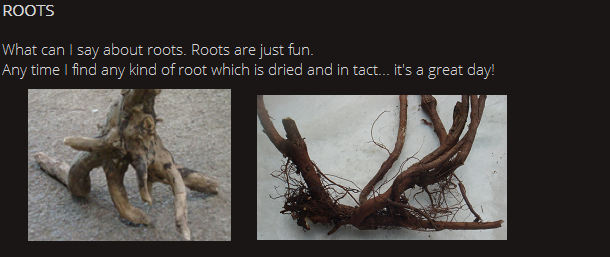 ROOTS. What can I say about roots. Roots are just fun. Any time I find any kind of root which is dried and in tact... it's a great day! 